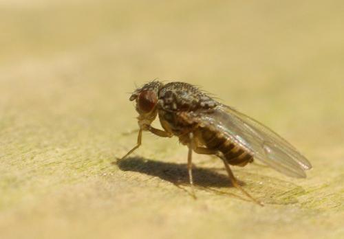 Drosophila repleta
