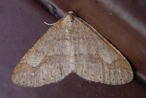Réf. 28 328 : Agriopis marginaria