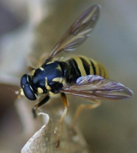 Temnostoma vespiforme