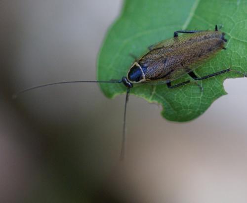 Ectobius sylvestris