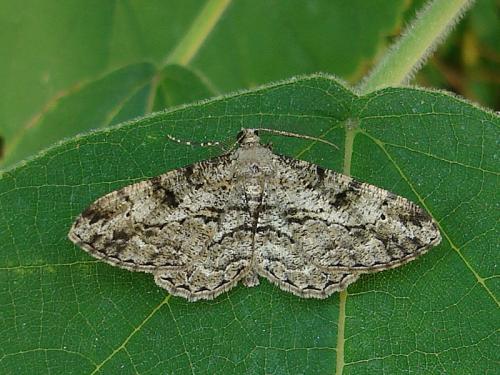 Peribatodes rhomboidaria