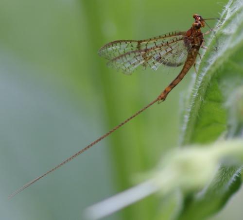 Ephemera glaucops