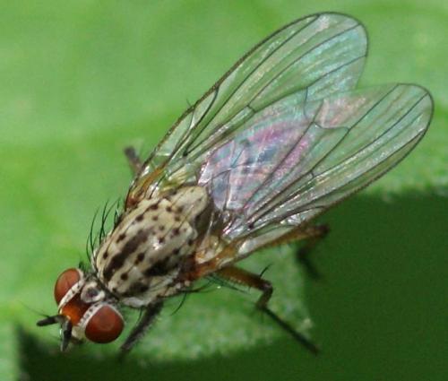 Hylemya sp.