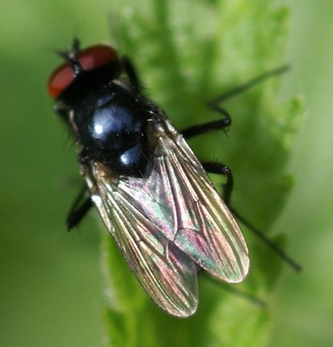 Réf. 28 437 : Hydrotaea diabolus