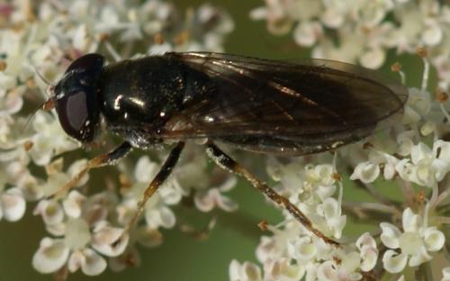 Cheilosia sp.
