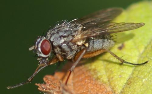 Phaonia sp.
