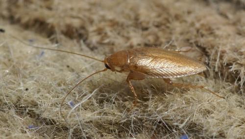 Réf. 28 603 : Ectobius pallidus