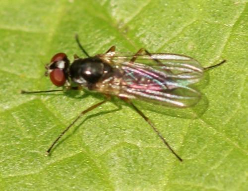 Tanypeza longimana