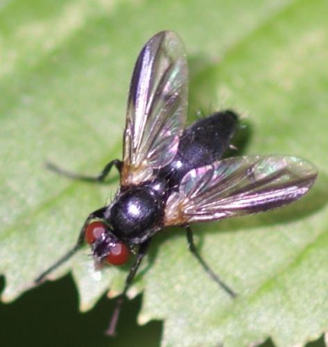 Réf. 28 125 : Paykullia maculata