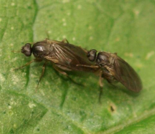 Gymnophora sp.