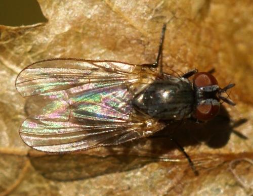 Fannia sp.