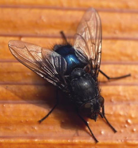 Calliphora vicina