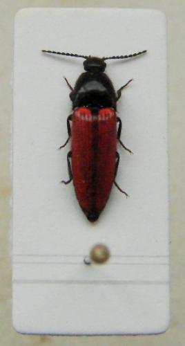 Ampedus rufipennis