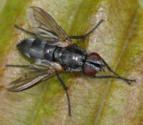 Stevenia sp.