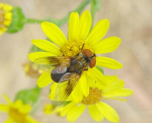 Réf. 28 782 : Ectophasia sp.