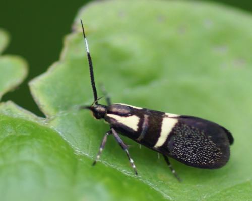 Dasycera oliviella