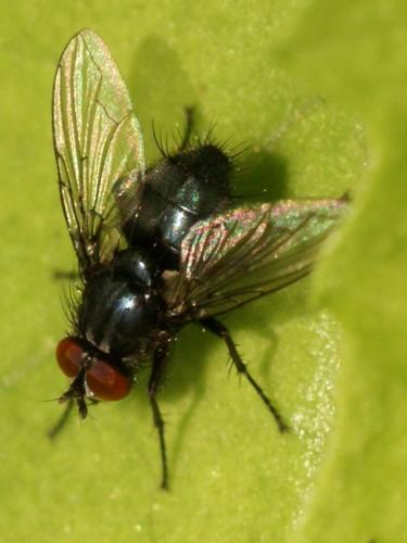 Melinda sp.