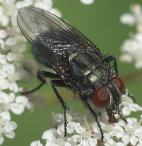 Réf. 28 376 : Protocalliphora azurea