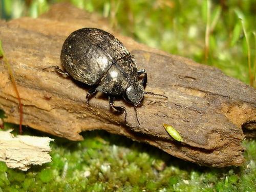 Byrrhus sp.