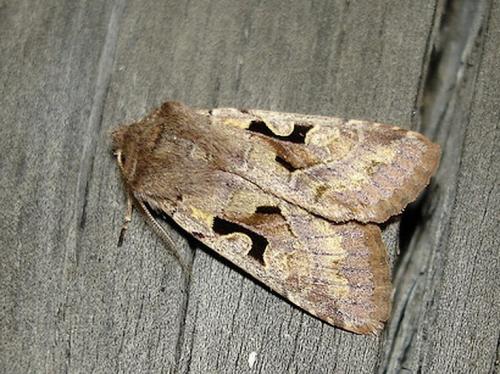 Réf. 28 641 : Orthosia gothica