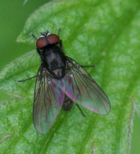 Hebecnema sp.