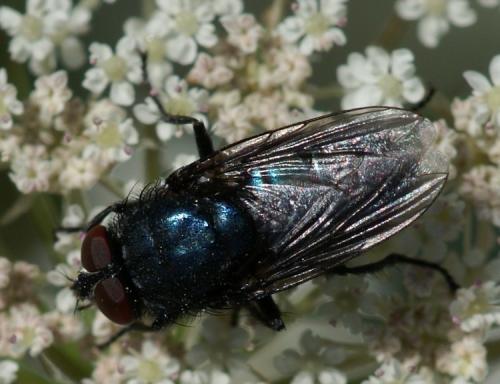 Réf. 28 375 : Protocalliphora azurea
