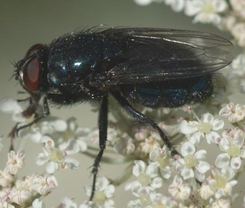 Réf. 28 352 : Protocalliphora azurea