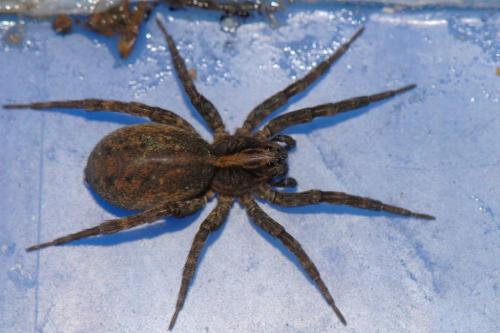 Trochosa terricola