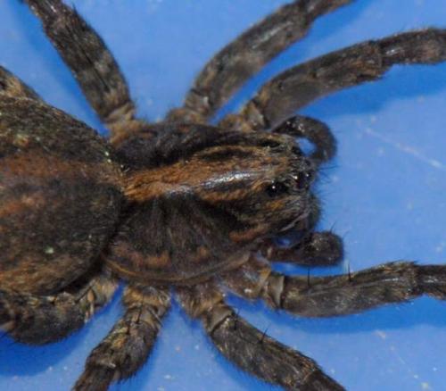 Trochosa terricola