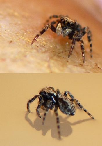 Pseudeuophrys lanigera
