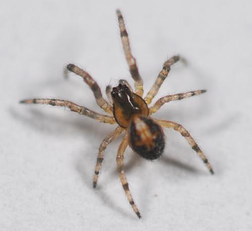 Zygiella sp.