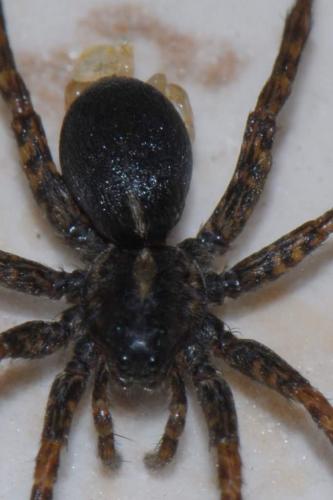 Pardosa sp.
