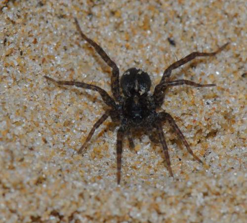 Pardosa sp.