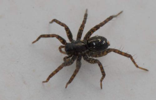 Pardosa sp.