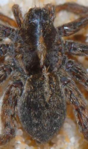 Pardosa sp.