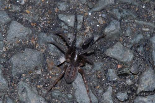Segestria florentina