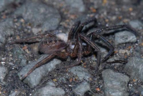 Segestria florentina