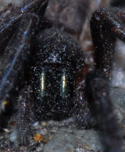 Segestria florentina