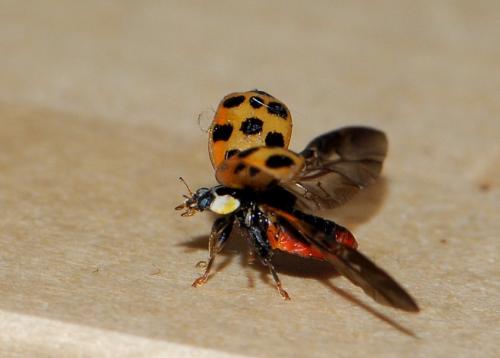 Harmonia axyridis