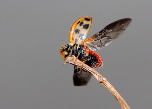 Harmonia axyridis