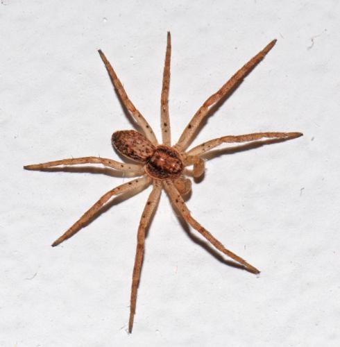 Philodromus dispar