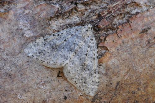 Réf. 28 649 : Colostygia multistrigaria