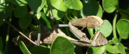 Sphodromantis viridis