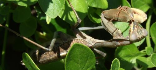 Réf. 28 194 : Sphodromantis viridis