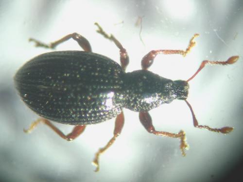 Exomias sp.