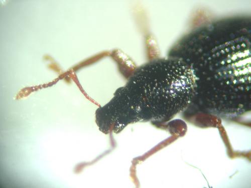 Exomias sp.