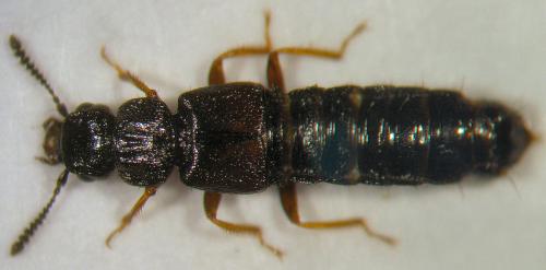 Réf. 28 855 : Anotylus sp.