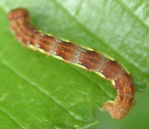 Erannis defoliaria