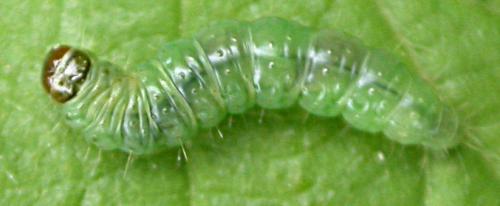 Réf. 28 338 : Pleuroptya ruralis