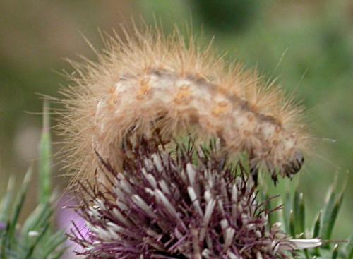 Phragmatobia fuliginosa